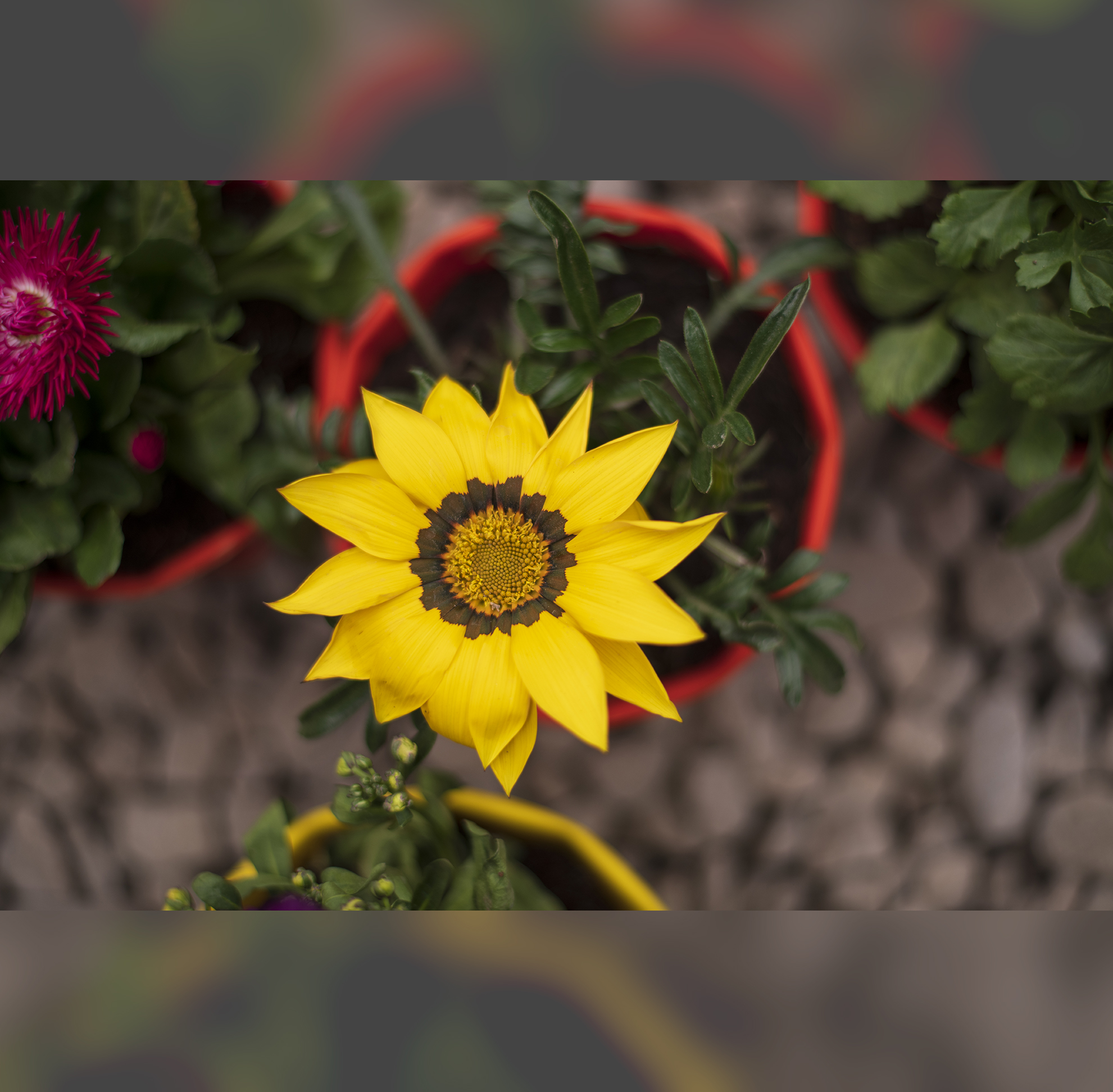 Gardening This Spring  Tips on the ideal garden 