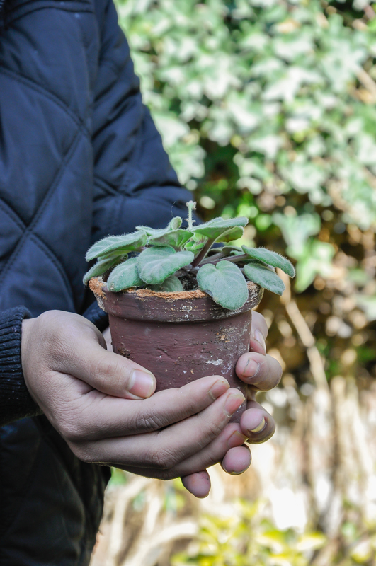 Every New Gardener&rsquo;s Query