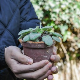 Every New Gardener&rsquo;s Query